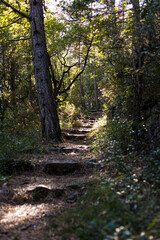 Chemin de randonnée dans la forêt autour du Cirque du Bout du Monde à Saint-Etienne-de-Gourgas (Occitanie, France)