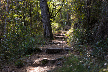 Chemin de randonnée dans la forêt autour du Cirque du Bout du Monde à Saint-Etienne-de-Gourgas (Occitanie, France)