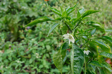 Blooming sweet pepper in the garden.