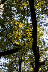 Feuilles de chêne à l’automne (Occitanie, France)