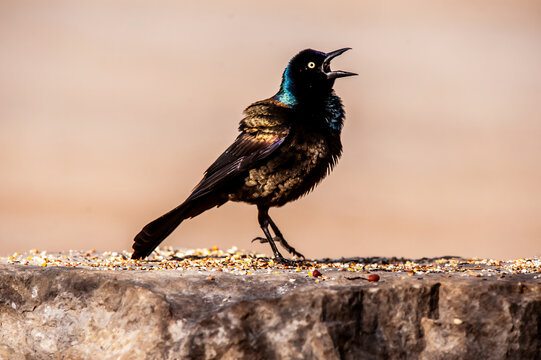 Common Grackle (Quiscalus quiscula) male