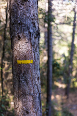 Marquage jaune sur le tronc d’un arbre indiquant le chemin de randonnée du Cirque du Bout du Monde à Saint-Etienne-de-Gourgas (Occitanie, France)