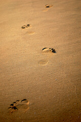 Footprints in the sand