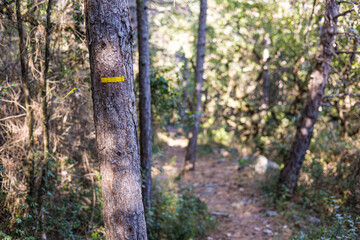 Naklejka premium Marquage jaune sur le tronc d’un arbre indiquant le chemin de randonnée du Cirque du Bout du Monde à Saint-Etienne-de-Gourgas (Occitanie, France)