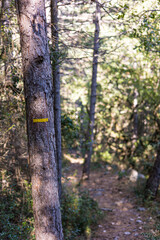 Marquage jaune sur le tronc d’un arbre indiquant le chemin de randonnée du Cirque du Bout du Monde à Saint-Etienne-de-Gourgas (Occitanie, France)