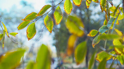 Colored leaves on tree branch, close up. Autumn time concept.