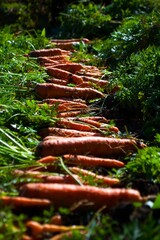 Freshly dug carrots lie in rows on the farmer's ogrod.