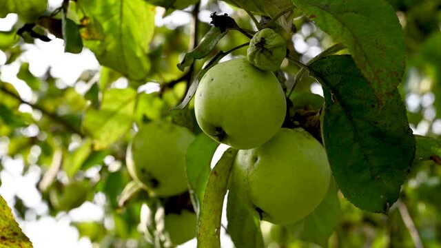 Branch of an apple tree with a green apple, movement in the wind. Video. High quality 4k footage