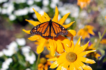 Fototapeta na wymiar Monarch Butterfly Danaus plexippus on yellow flower