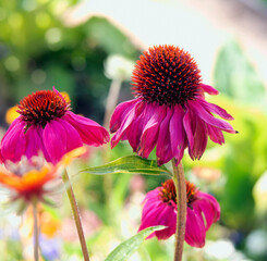 Macro Purple Echinachea Coneflowers on sunny day