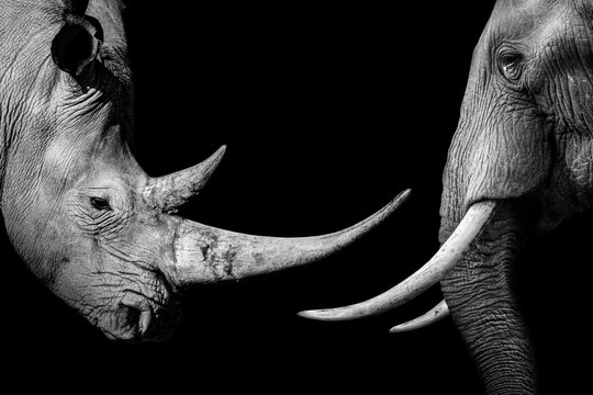 Rhinoceros wildlife baner , animal mammal Rhino , isolated	

