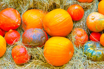 decorations of orange and multicolored pumpkins lie a lot for halloween fall