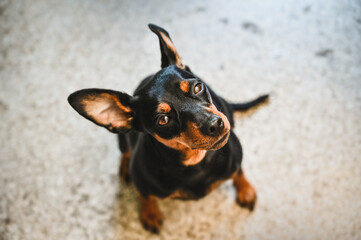 Miniature Pinscher Dog Breed , pet animal