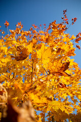 Autumn Orange, Yellow, Golden and Red Maple Leaves against Blue Sky Background. One Main Leave in Focus While Others Blurred.Photograph taken in Sunny Midday Sunlight
