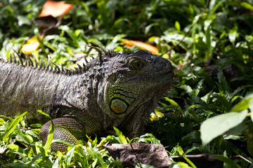 Close up Green Iguana 