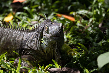 Close up Green Iguana 