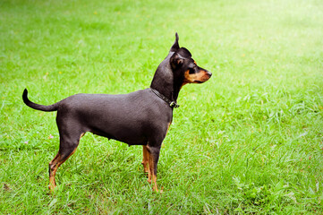 Miniature Pinscher Dog Breed , pet animal