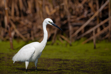 The Little White Heron is fishing. Filmed at the mouth of the Kuban River