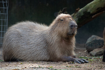 Naklejka na ściany i meble Close up Capybara