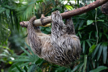 Adorable Slowly Sloth Eating Fresh Corn on the Tree