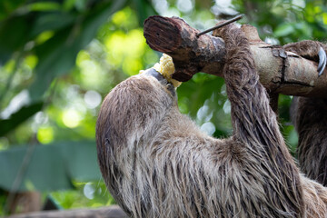 Adorable Slowly Sloth Eating Fresh Corn on the Tree