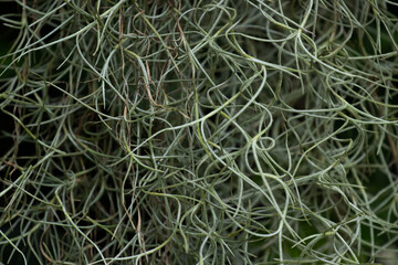 Beauty of Nature, curve of Fresh Green Leaf , showing detail on Texture and Pattern 