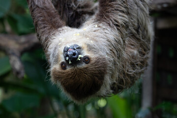 Close up Funny Sloth hanging on the Tree