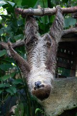 Close up Funny Sloth hanging on the Tree © foreverhappy