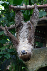 Close up Funny Sloth hanging on the Tree