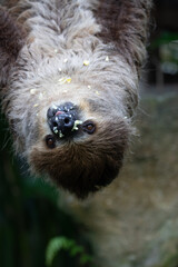 Close up Funny Sloth hanging on the Tree