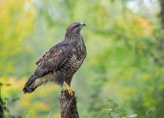 A common buzzard (Buteo buteo) in the forest
