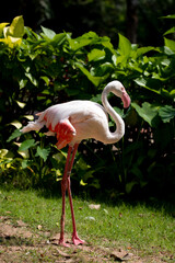 Close up Beautiful Flamingo 