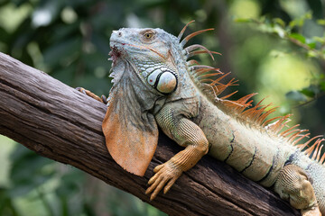 Close up Green Iguana on the ground