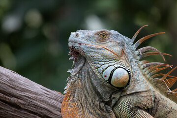 Fototapeta premium Close up Green Iguana on the ground