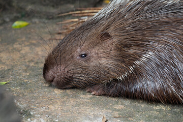 Close up Malayan Porcupine, Hystrix Brachyura