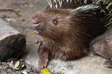 Close up Malayan Porcupine, Hystrix Brachyura
