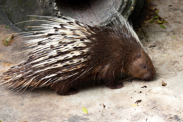 Close up Malayan Porcupine, Hystrix Brachyura