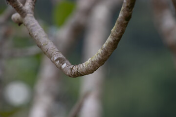 Texture of Tree barks , Curve of Tree Twigs , Beauty of Nature