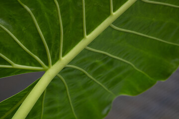 
Beauty of Nature, curve of Fresh Green Leaf , showing detail on Texture and Pattern 