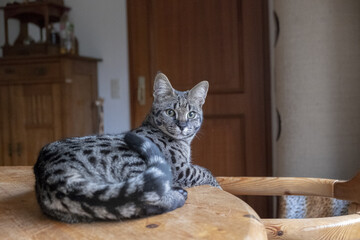 Closeup shot of the beautiful Savannah cat indoors sitting on the wooden table