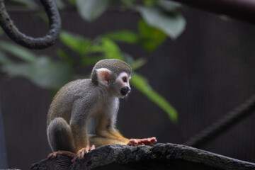 Close up Close up Common Squirrel Monkey, Saimiri Sciureus 