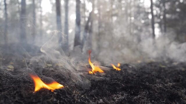 firest fire close up video. grass burning in summer , burnt trees and grass, forest after wildfire. global warming concept, fire burning flames close up