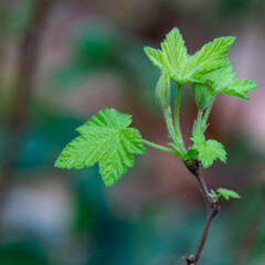 Green leaf with green and purple background