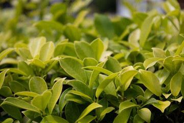 Beauty of Nature, curve of Fresh Green Leaf , showing detail on Texture and Pattern 