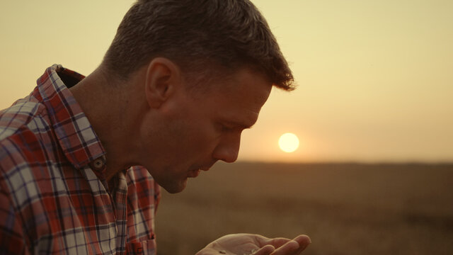 Agronomist man face check inspect wheat grains at morning sunrise farmland. - Powered by Adobe