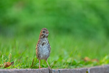 A juvenile song sparrow (Melospiza melodia) foraging on the ground.