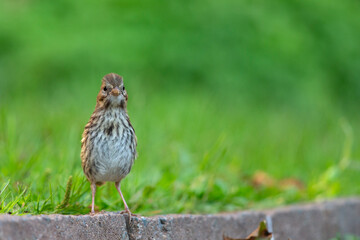 A juvenile song sparrow (Melospiza melodia) foraging on the ground.