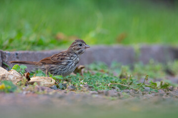A juvenile song sparrow (Melospiza melodia) foraging on the ground.