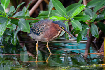 Green heron on the hunt. Filmed on the Yucatan Peninsula