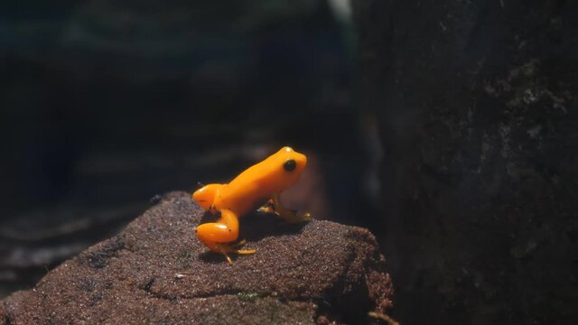 Yellow golden poisonous dart frog sitting on the rock in the dark.